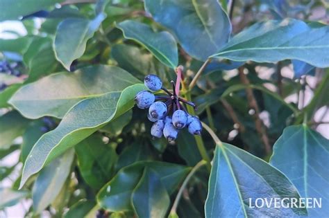 室外耐陰植物|日陰でも育つ木23選。低木や鉢植え、目隠しにおすすめの種類